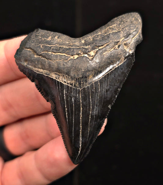 Authentic, 2.67" Fossil Megalodon Tooth - Charleston, South Carolina