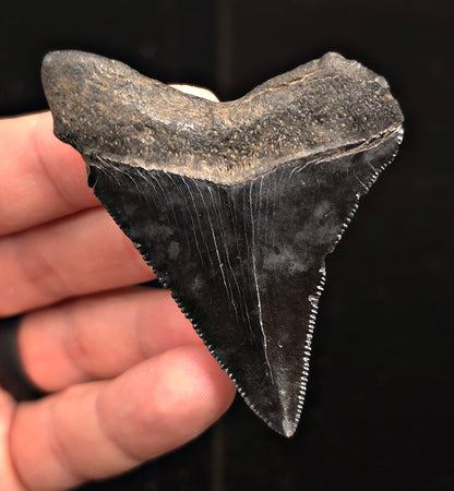 Authentic, 2.67" Fossil Megalodon Tooth - Charleston, South Carolina