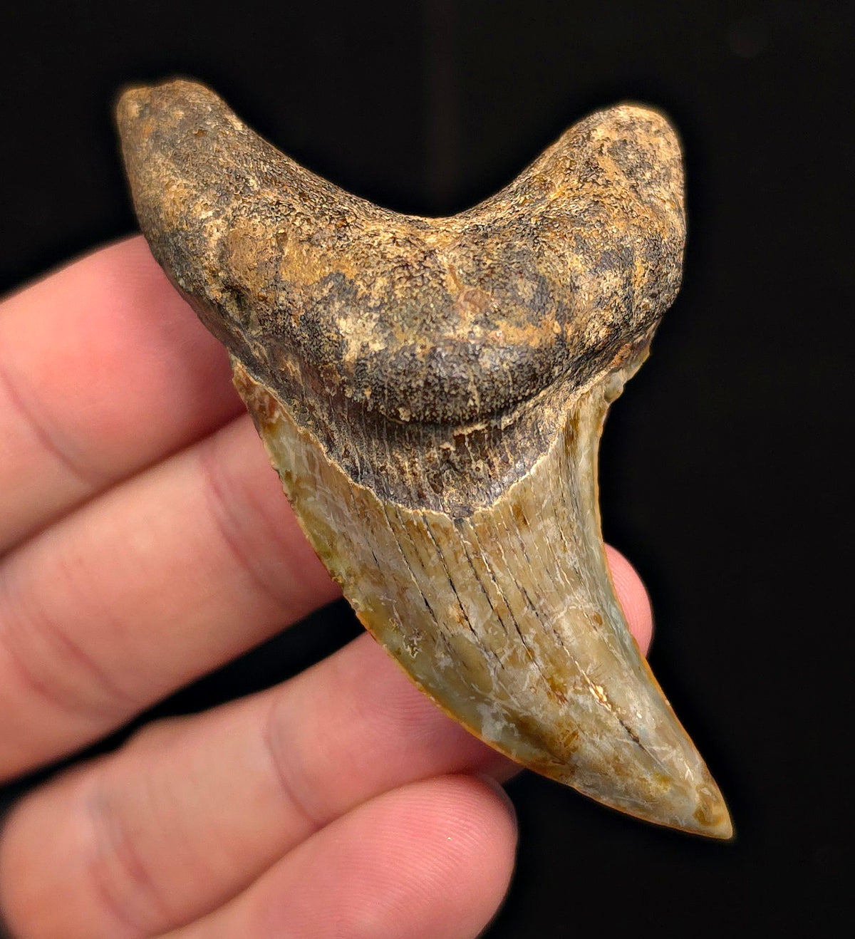 2.96" Fossil Parotodus Benedeni Tooth – Banten, Indonesia
