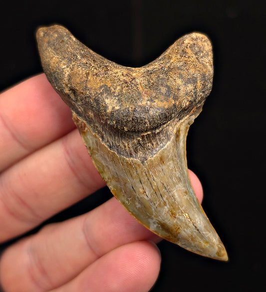 2.96" Fossil Parotodus Benedeni Tooth – Banten, Indonesia