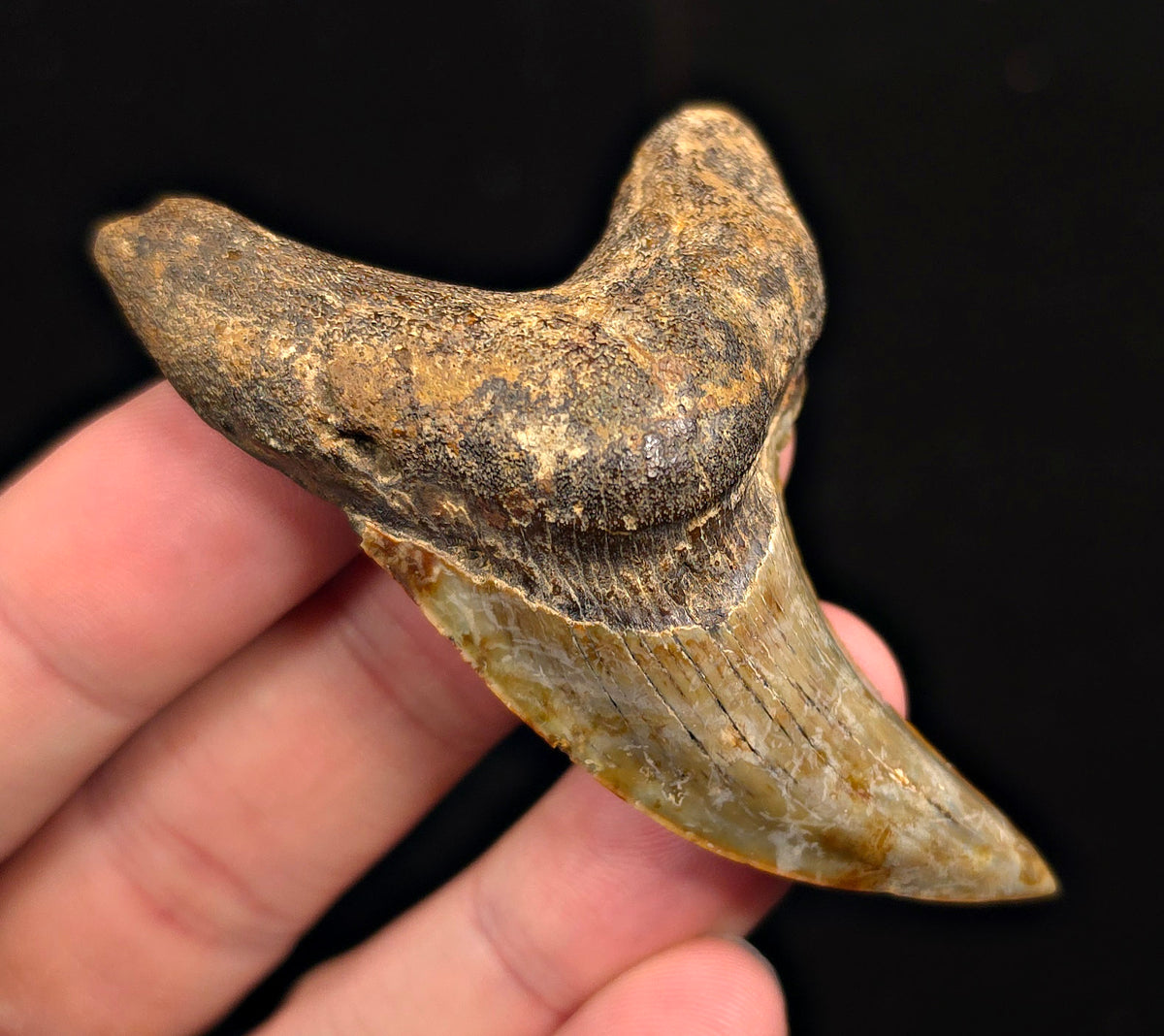 2.96" Fossil Parotodus Benedeni Tooth – Banten, Indonesia