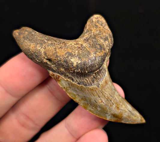 2.96" Fossil Parotodus Benedeni Tooth – Banten, Indonesia