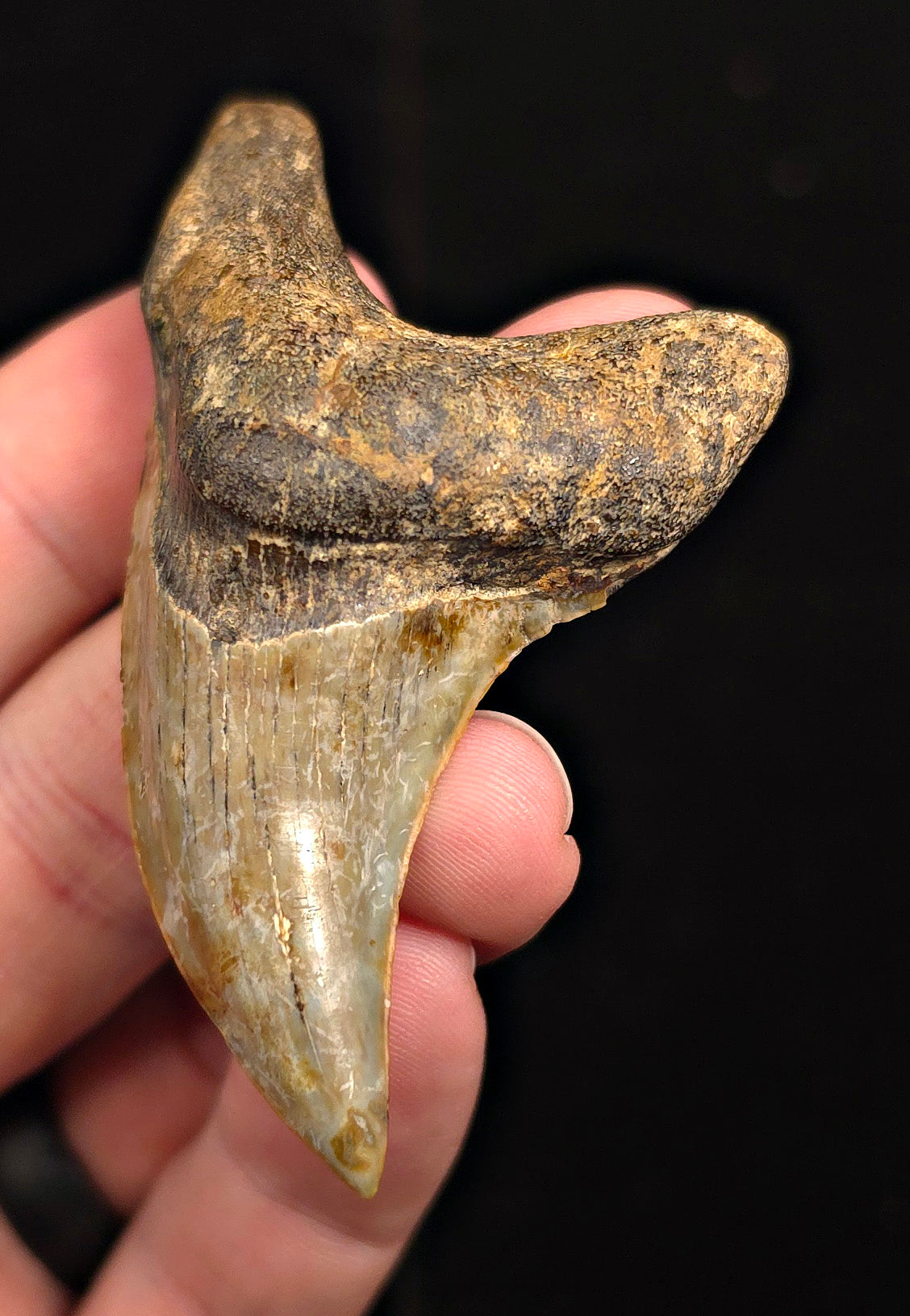 2.96" Fossil Parotodus Benedeni Tooth – Banten, Indonesia