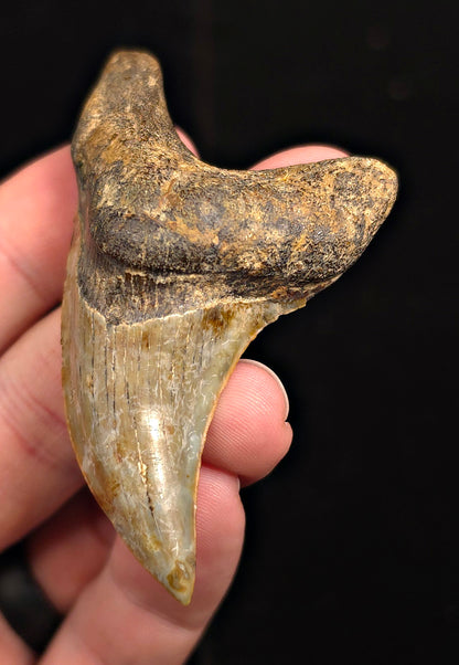 2.96" Fossil Parotodus Benedeni Tooth – Banten, Indonesia