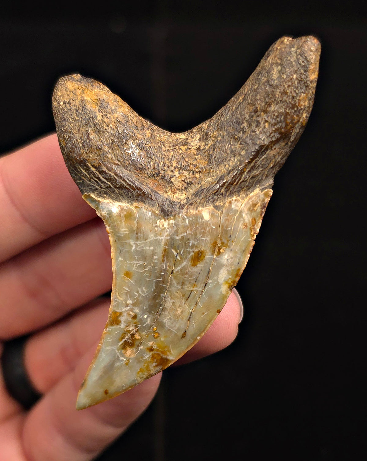 2.96" Fossil Parotodus Benedeni Tooth – Banten, Indonesia