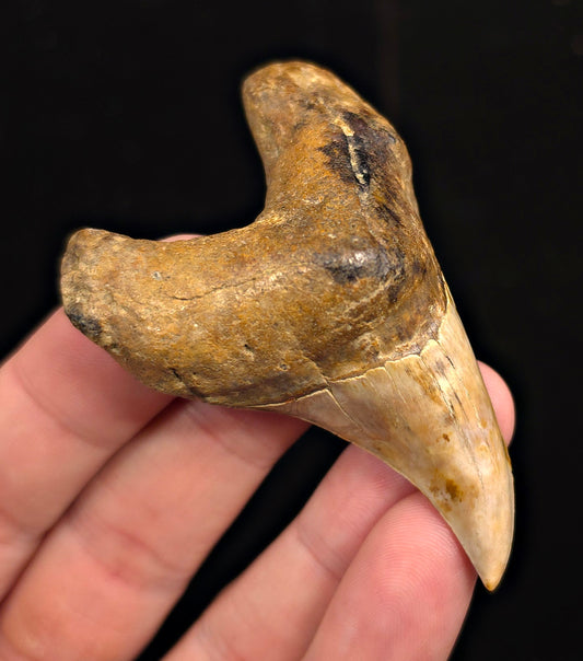 2.86" Fossil Parotodus Benedeni Tooth – Banten, Indonesia