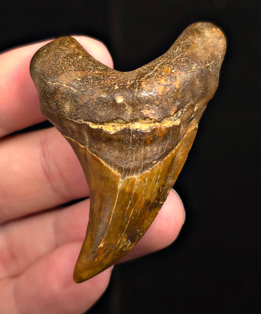 2.48" Fossil Parotodus Benedeni Tooth – Banten, Indonesia