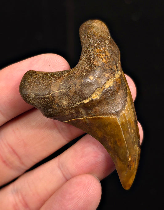 2.48" Fossil Parotodus Benedeni Tooth – Banten, Indonesia