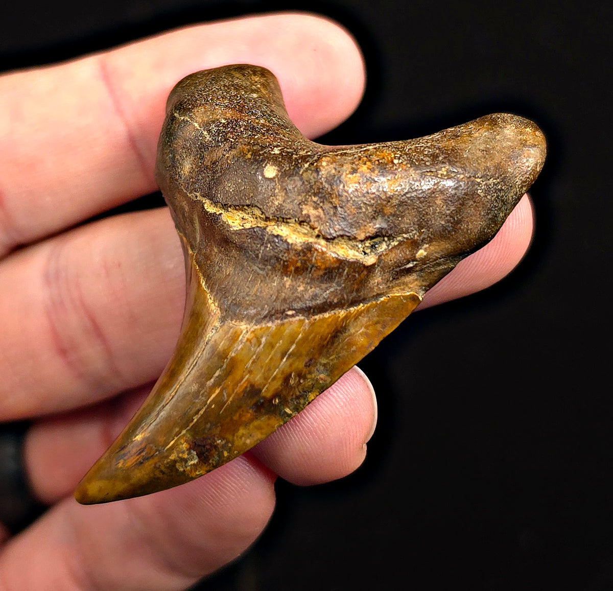 2.48" Fossil Parotodus Benedeni Tooth – Banten, Indonesia