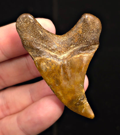 2.48" Fossil Parotodus Benedeni Tooth – Banten, Indonesia