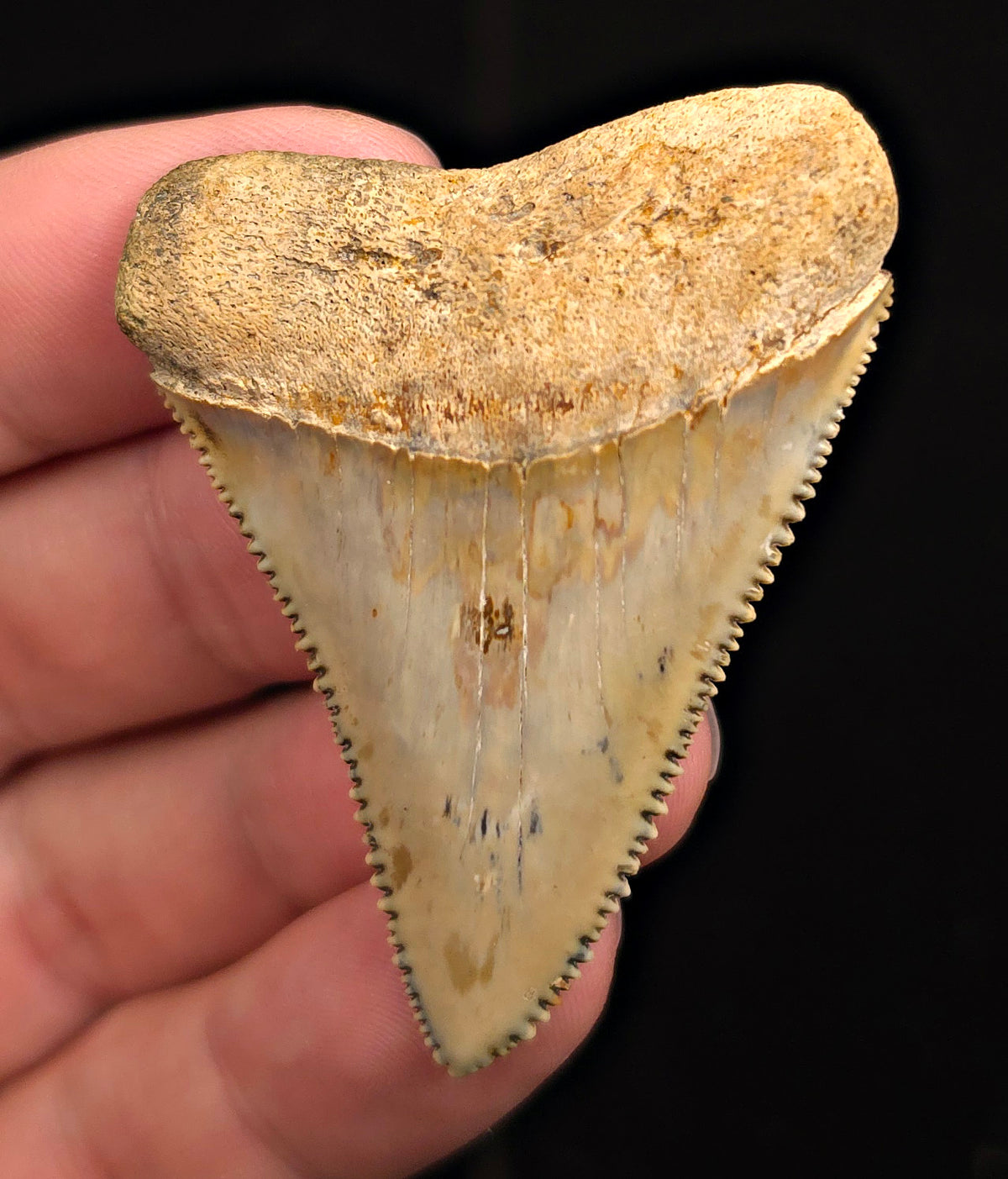 Razor Sharp, 2.23" Fossil Great White Shark Tooth – Indonesia