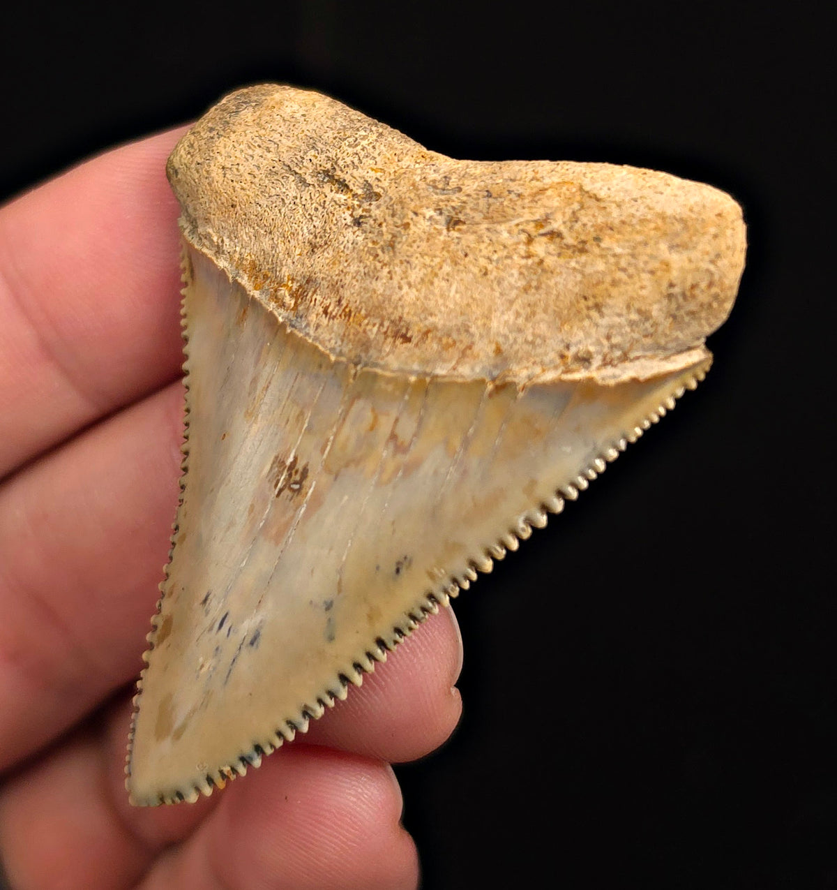 Razor Sharp, 2.23" Fossil Great White Shark Tooth – Indonesia
