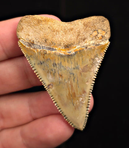 Razor Sharp, 2.23" Fossil Great White Shark Tooth – Indonesia
