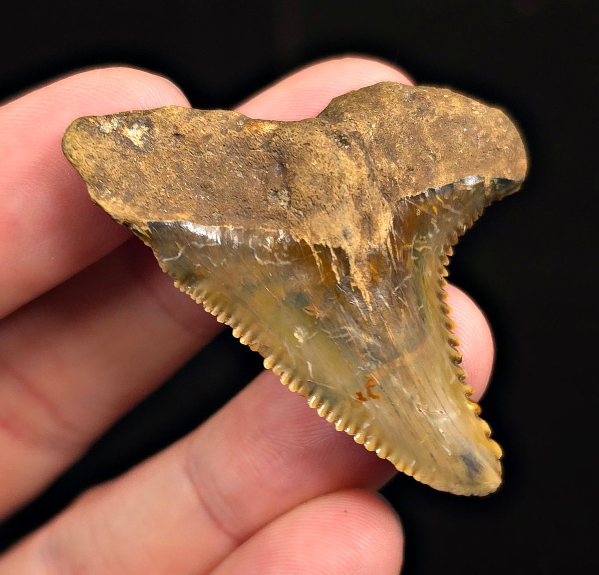 Huge, 2.02" Fossil Hemipristis Shark Tooth - Banten, Indonesia