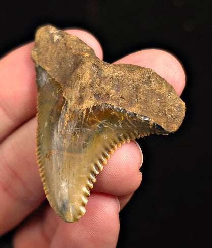 Huge, 2.02" Fossil Hemipristis Shark Tooth - Banten, Indonesia