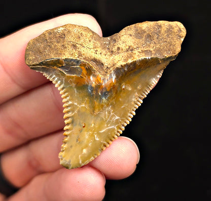 Huge, 2.02" Fossil Hemipristis Shark Tooth - Banten, Indonesia