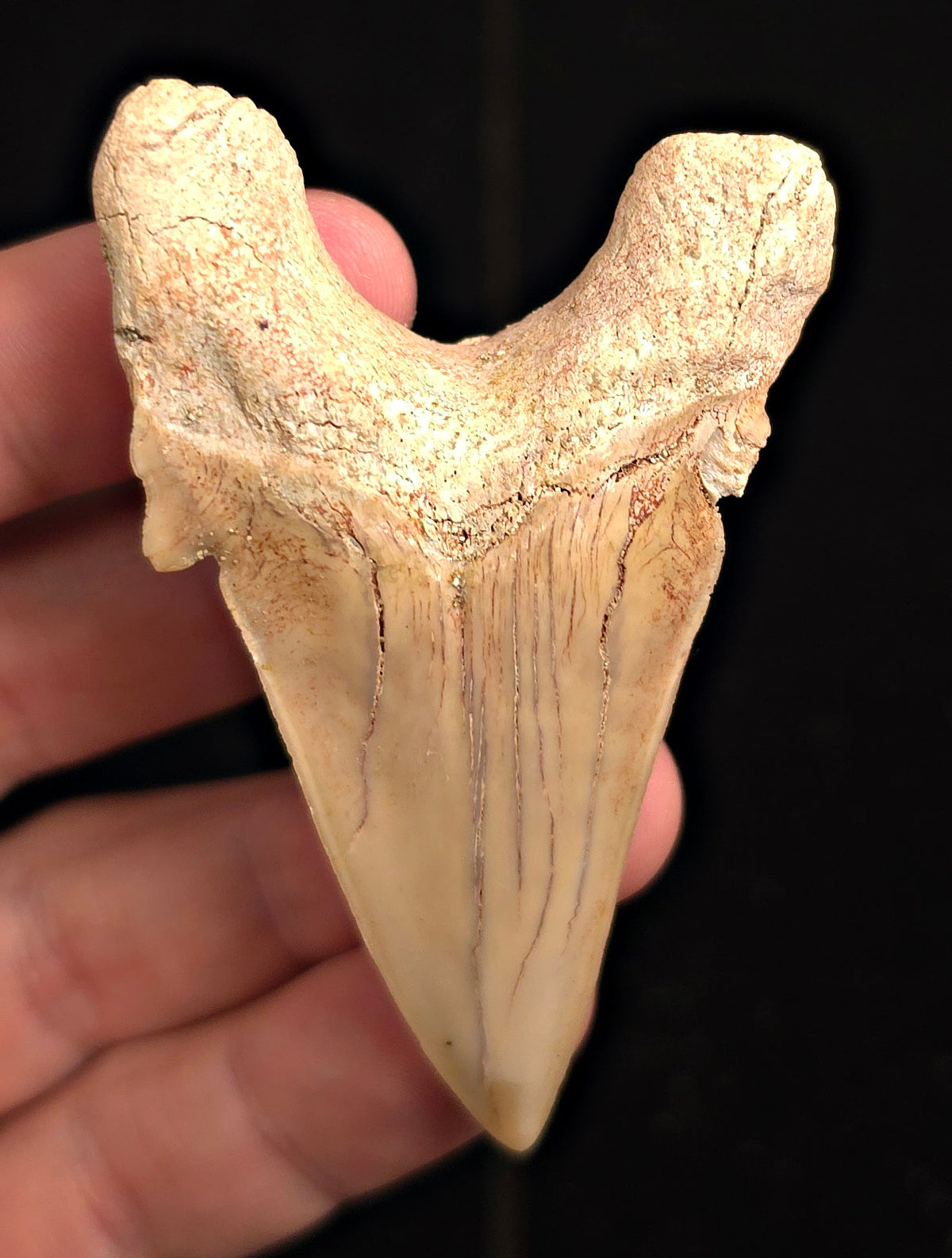 2.88" Fossil Otodus obliquus Tooth - Morocco | (Otodus #3191)