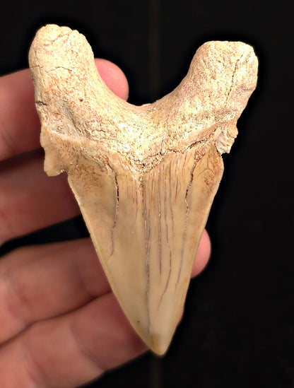2.88" Fossil Otodus obliquus Tooth - Morocco | (Otodus #3191)