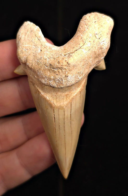 3.02" Fossil Otodus obliquus Tooth - Morocco | (Otodus #3190)
