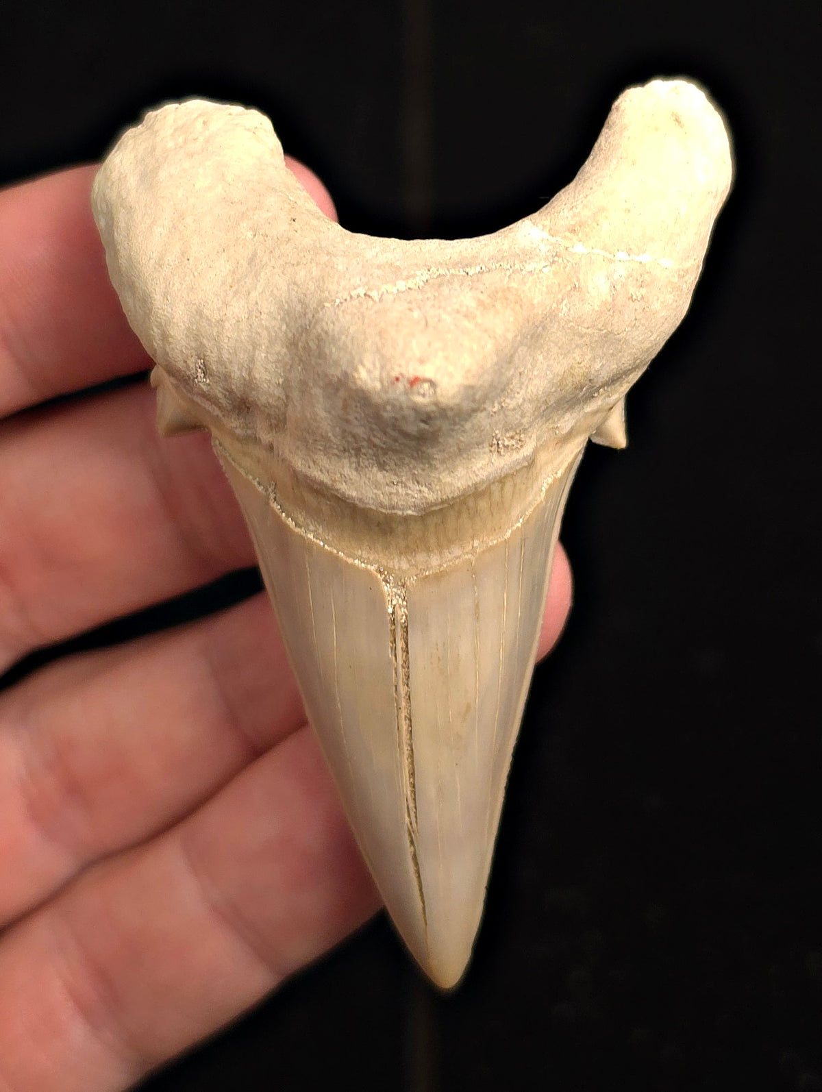 Repaired, 2.97" Fossil Otodus obliquus Tooth - Morocco | (Otodus #3189)