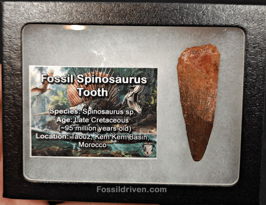 2.03" Authentic Spinosaurus Tooth - Real Dinosaur Tooth - Fossil Driven