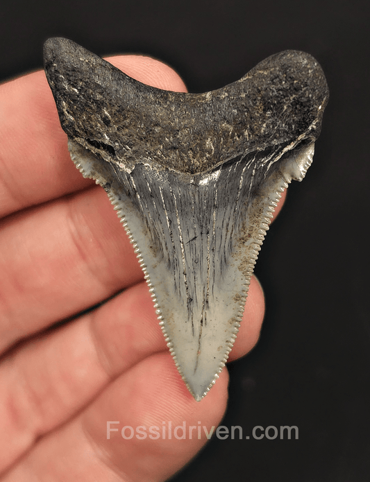 2.03" Fossil Angustidens Shark Tooth – South Carolina (Otodus angustidens) - Fossil Driven