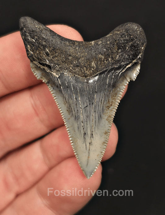 2.03" Fossil Angustidens Shark Tooth – South Carolina (Otodus angustidens) - Fossil Driven