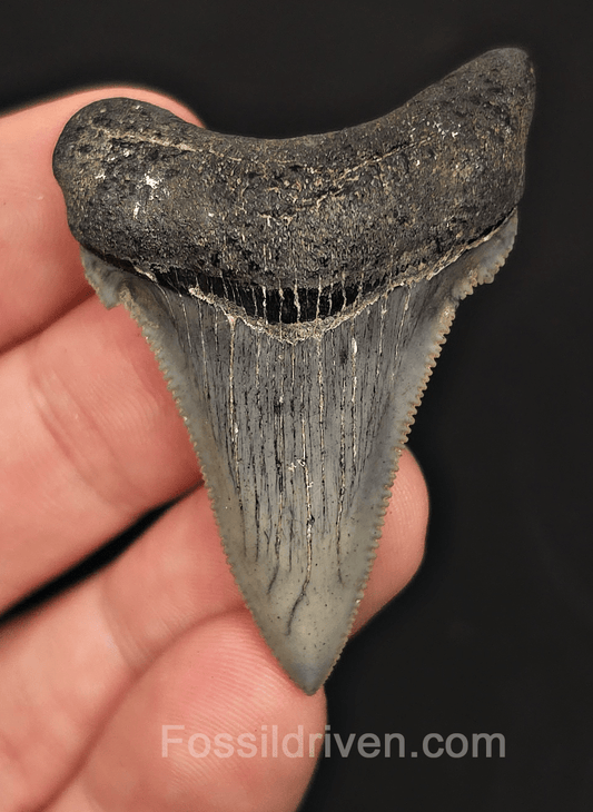 2.03" Fossil Angustidens Shark Tooth – South Carolina (Otodus angustidens) - Fossil Driven