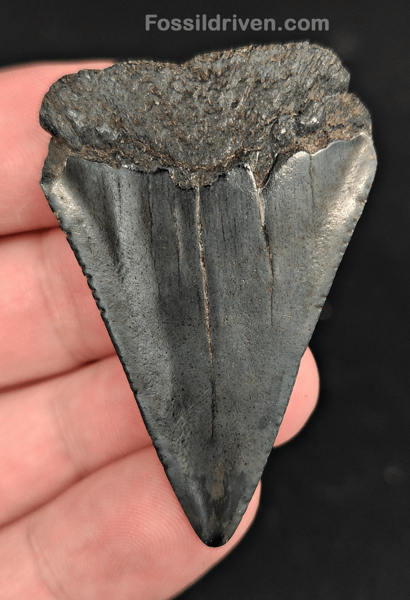 2.03" Fossil Great White Shark Tooth (Carcharodon carcharias) – South Carolina - Fossil Driven