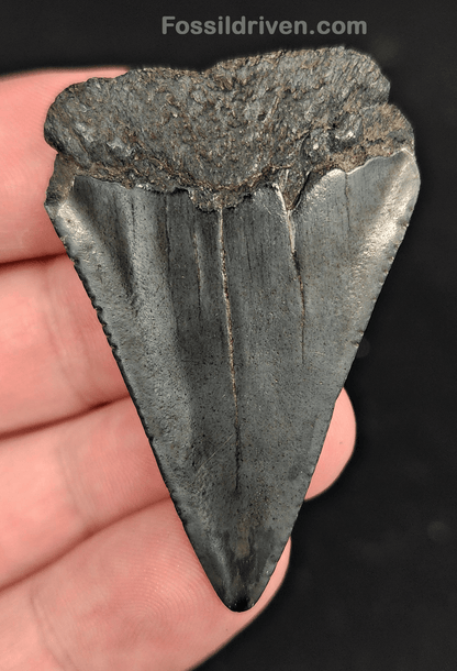 2.03" Fossil Great White Shark Tooth (Carcharodon carcharias) – South Carolina - Fossil Driven