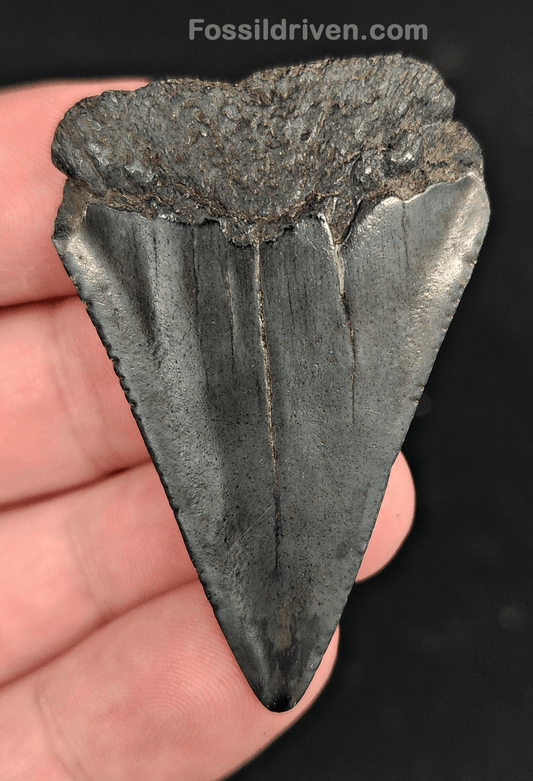 2.03" Fossil Great White Shark Tooth (Carcharodon carcharias) – South Carolina - Fossil Driven