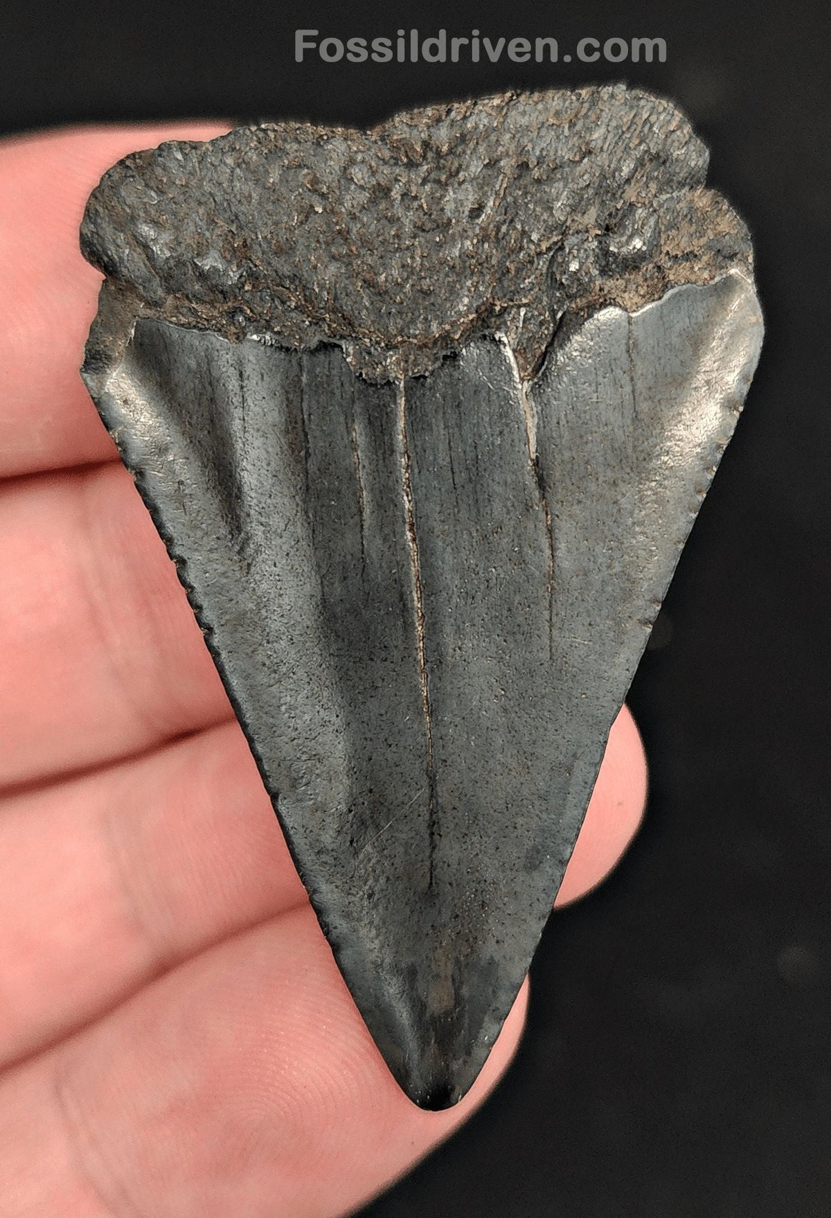 2.03" Fossil Great White Shark Tooth (Carcharodon carcharias) – South Carolina - Fossil Driven