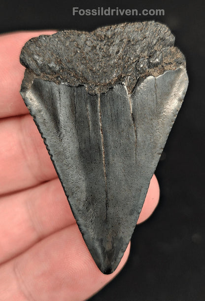 2.03" Fossil Great White Shark Tooth (Carcharodon carcharias) – South Carolina - Fossil Driven