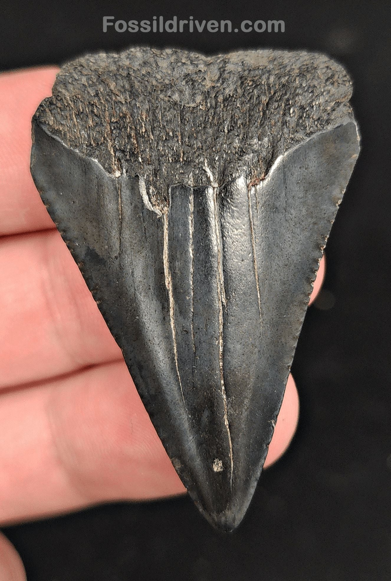 2.03" Fossil Great White Shark Tooth (Carcharodon carcharias) – South Carolina - Fossil Driven