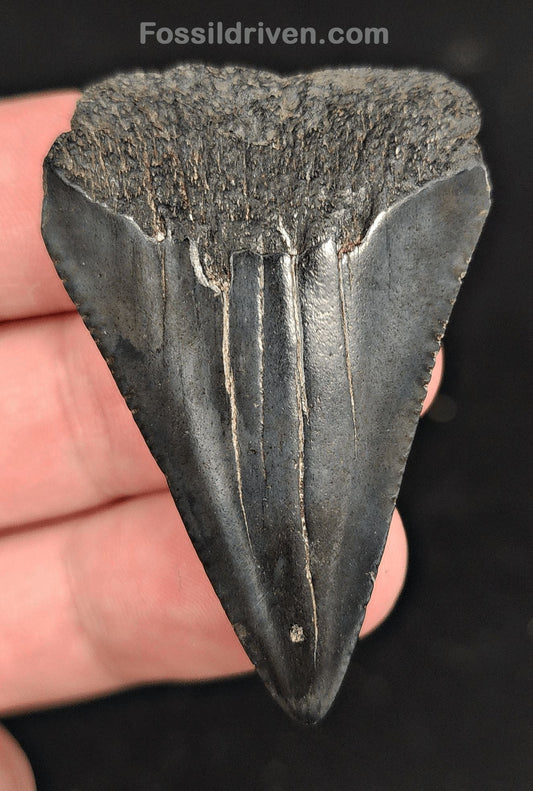 2.03" Fossil Great White Shark Tooth (Carcharodon carcharias) – South Carolina - Fossil Driven