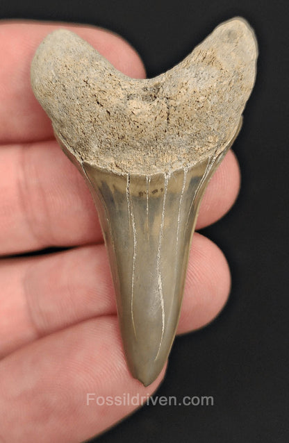 2.03" Fossil Hastalis Mako Shark Tooth – Lee Creek, North Carolina | Fossil Driven - Fossil Driven
