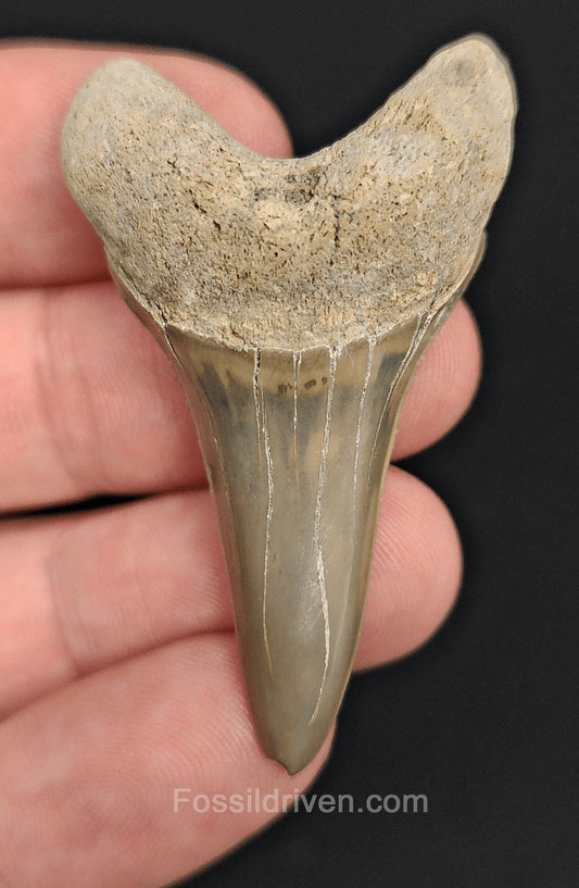 2.03" Fossil Hastalis Mako Shark Tooth – Lee Creek, North Carolina | Fossil Driven - Fossil Driven