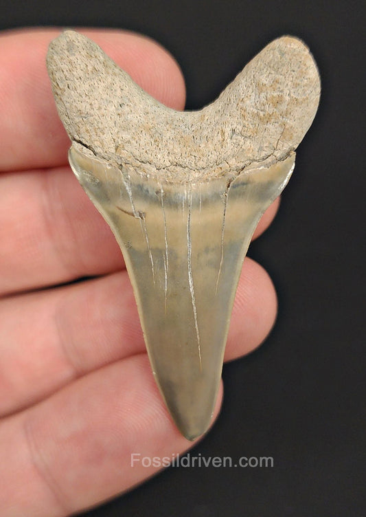 2.03" Fossil Hastalis Mako Shark Tooth – Lee Creek, North Carolina | Fossil Driven - Fossil Driven