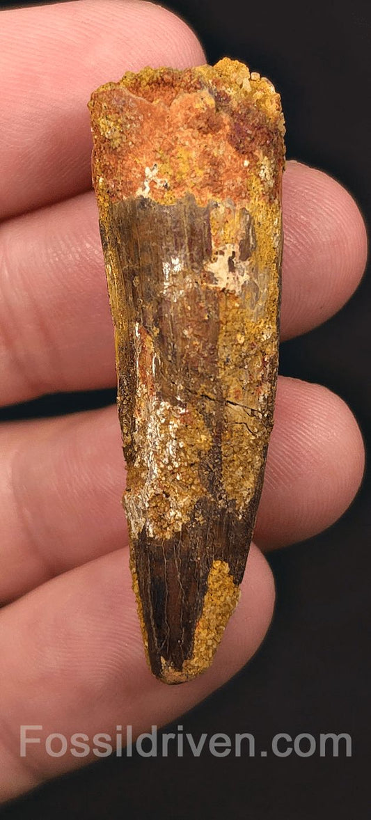 2.03" Fossil Spinosaurus Tooth - Authentic Dinosaur Tooth - Fossil Driven