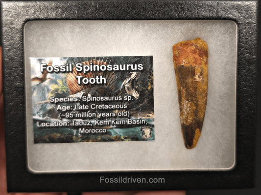 2.03" Fossil Spinosaurus Tooth - Authentic Dinosaur Tooth - Fossil Driven