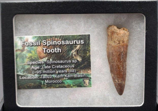 2.03" Fossil Spinosaurus Tooth - Real Dinosaur Tooth - Fossil Driven
