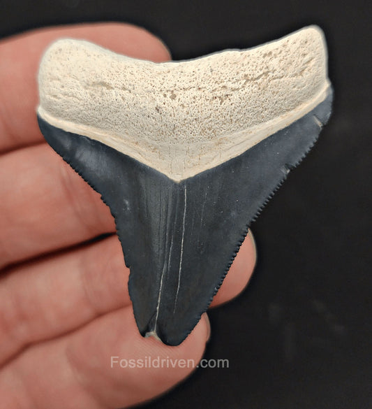 2.04" Bone Valley Megalodon Tooth - Classic Color - Authentic Fossil Shark Tooth - Fossil Driven