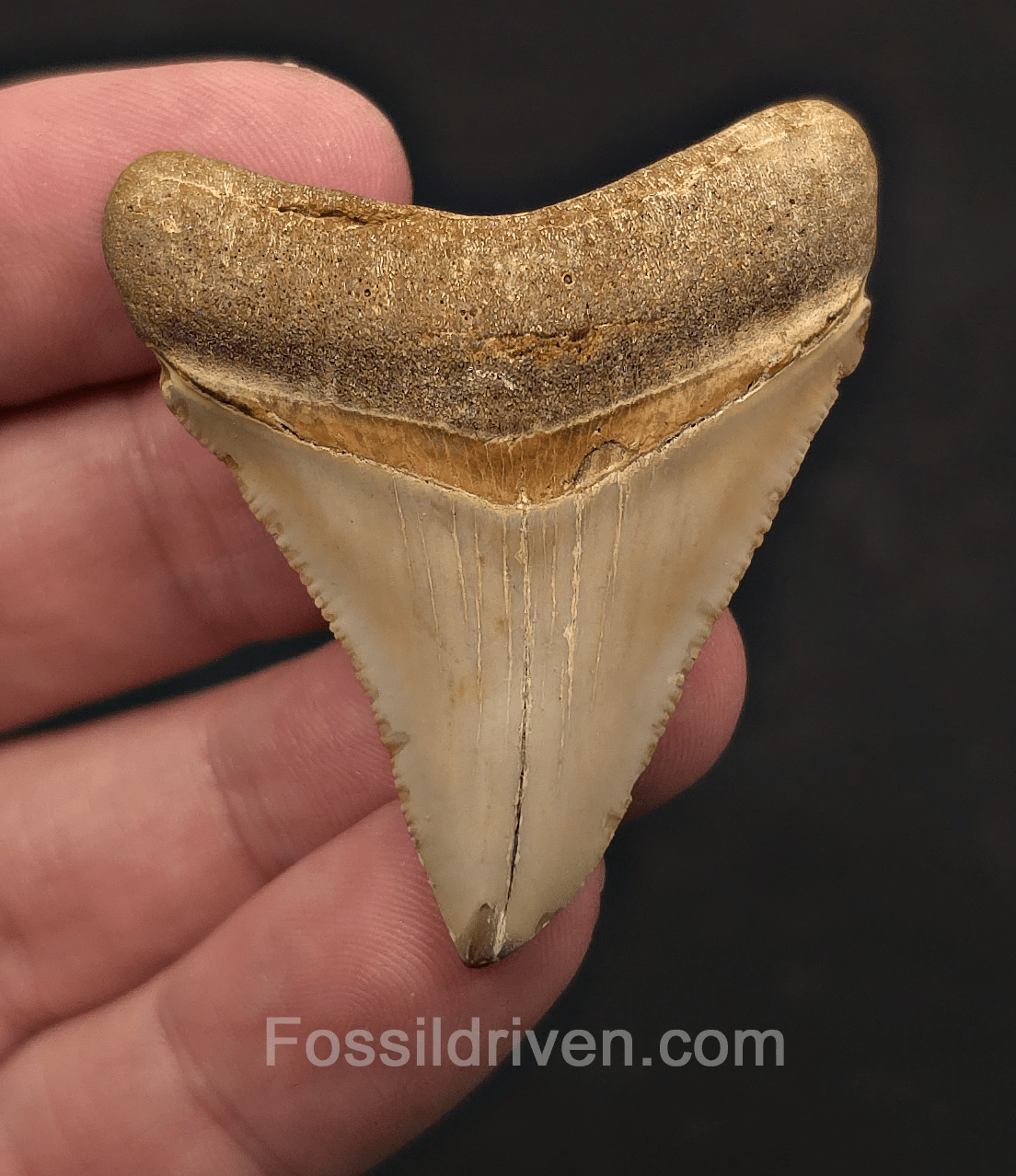 2.04" Juvenile Fossil Megalodon Tooth - Java, Indonesia | Fossil Driven - Fossil Driven