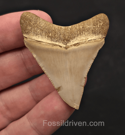2.04" Juvenile Fossil Megalodon Tooth - Java, Indonesia | Fossil Driven - Fossil Driven