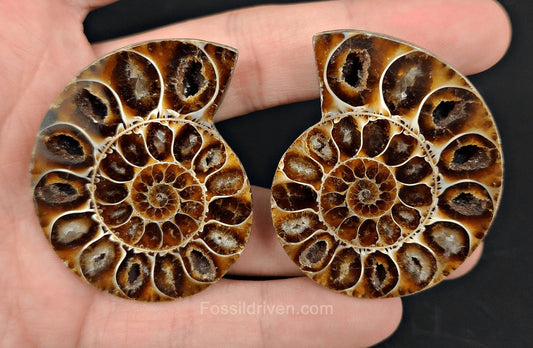 2.05" Cut & Polished Agatized Ammonite – Authentic Fossil | Fossil Driven - Fossil Driven