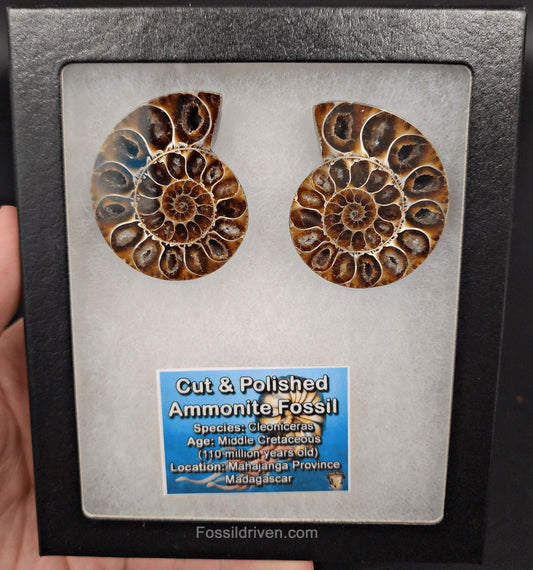 2.05" Cut & Polished Agatized Ammonite – Authentic Fossil | Fossil Driven - Fossil Driven