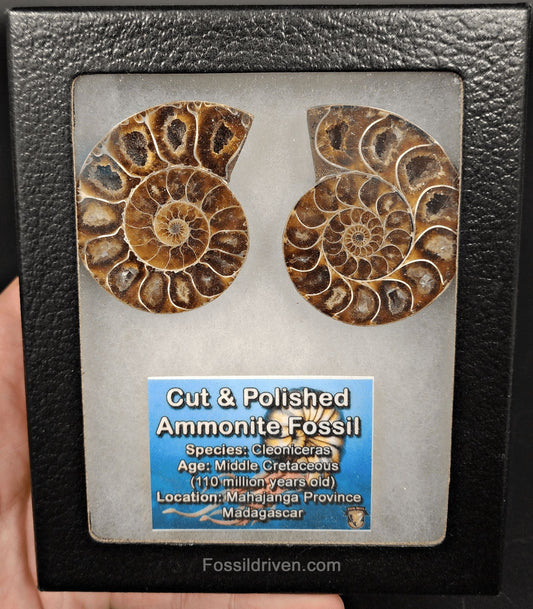 2.05" Cut & Polished Agatized Ammonite Fossil – Authentic Fossil | Fossil Driven - Fossil Driven
