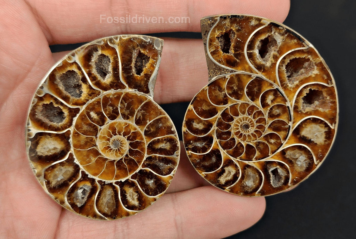 2.05" Cut & Polished Agatized Ammonite Fossil – Authentic Fossil | Fossil Driven - Fossil Driven