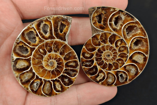 2.05" Cut & Polished Agatized Ammonite Fossil – Authentic Fossil | Fossil Driven - Fossil Driven