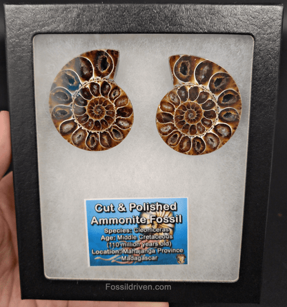 2.05" Cut & Polished Agatized Ammonite Fossil – Display Specimen | Fossil Driven - Fossil Driven